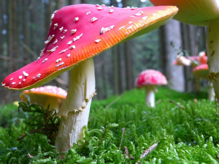 Red Mushrooms, White Snow, and Sacred Ritual in Siberia