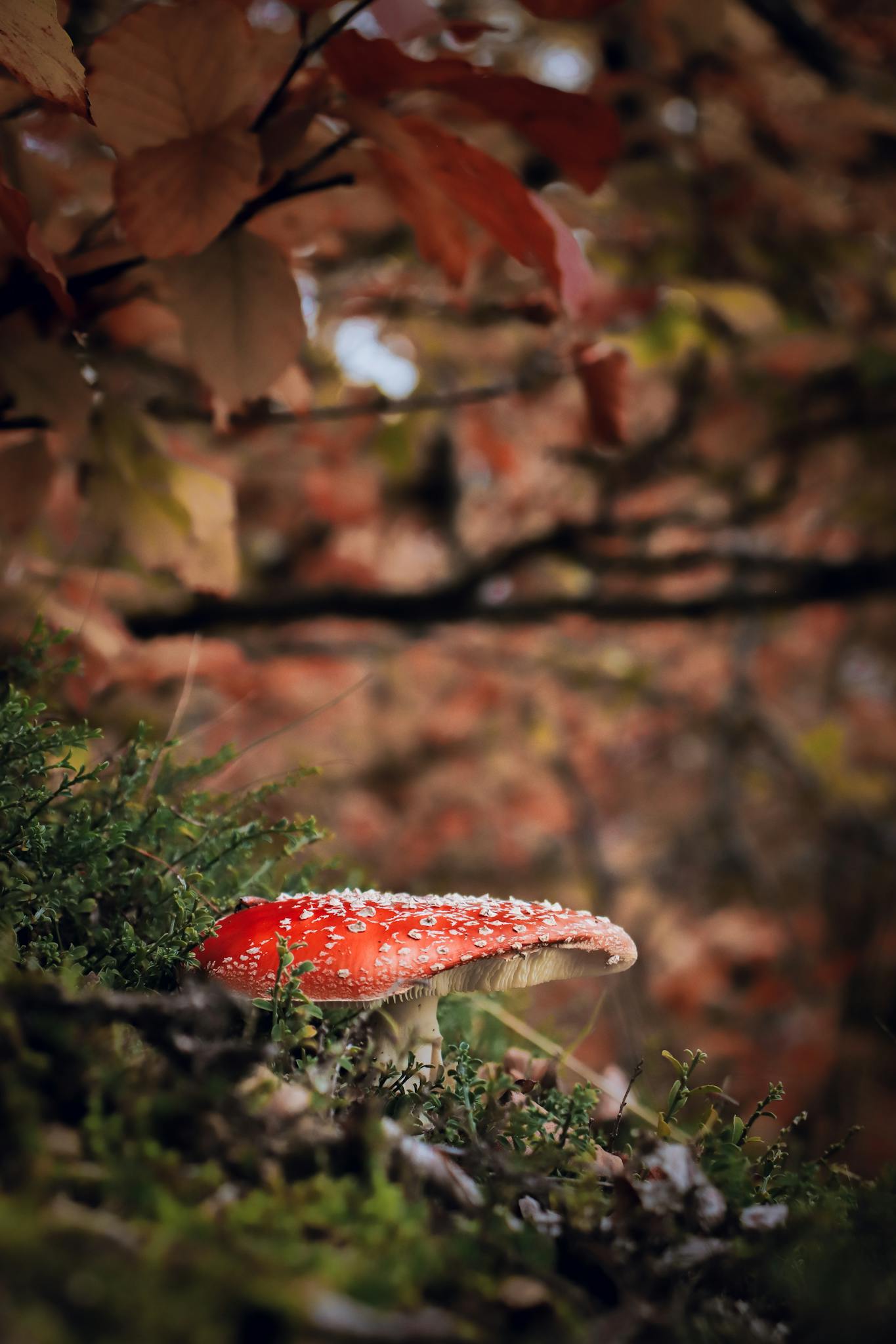 A vibrant red mushroom among autumn leaves in Čajniče forest, Bosnia.