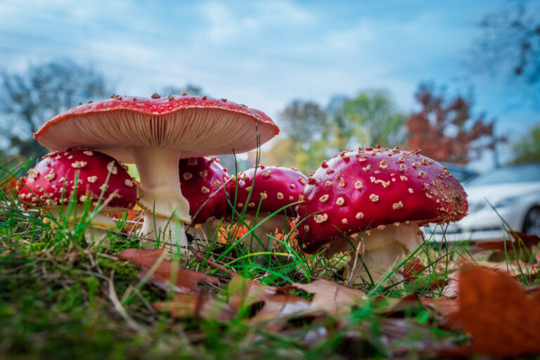 Amanita Muscaria: From Forgotten Folklore to a Healing Renaissance